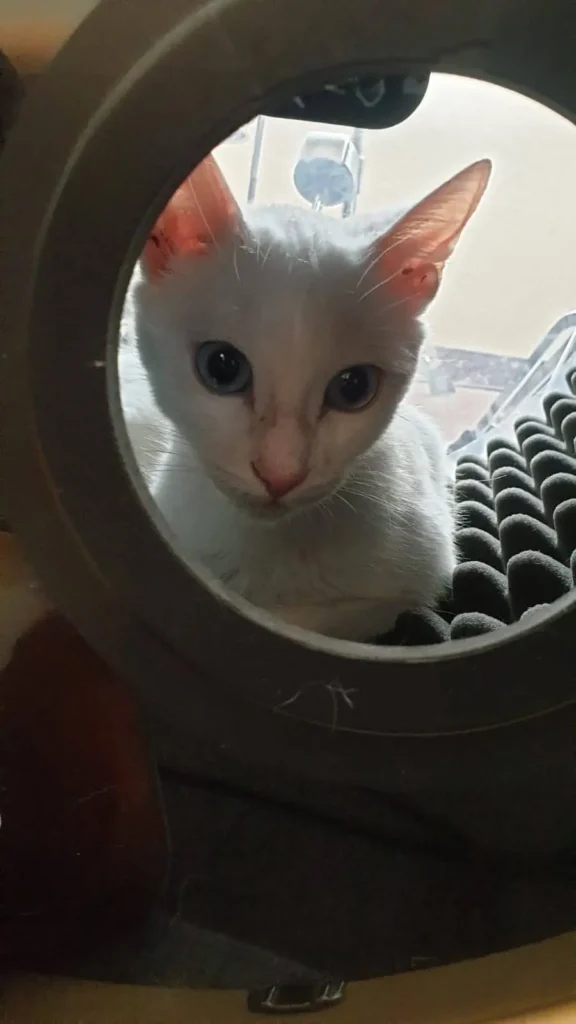 Katze liegt in Bassdrum