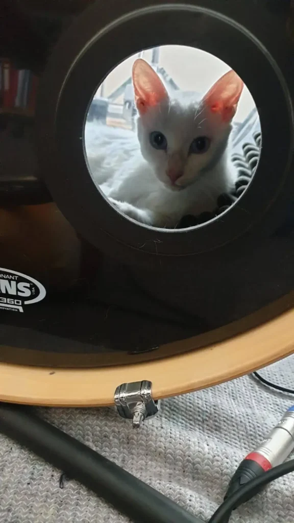 Katze liegt in Bassdrum