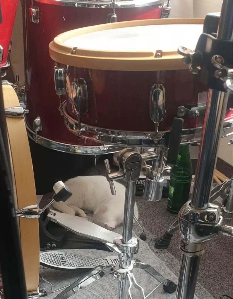 Katze liegt an Bassdrum