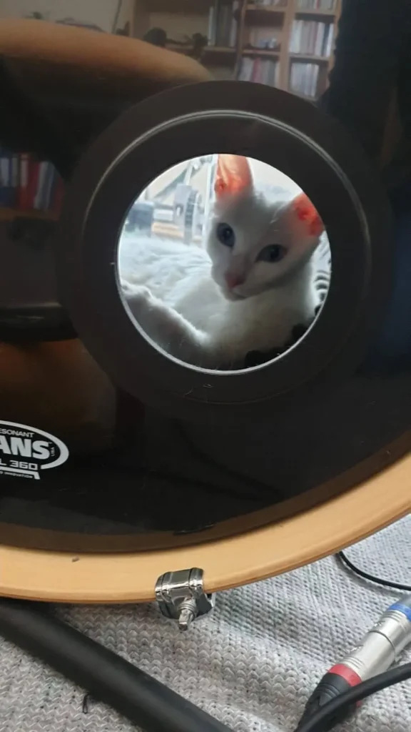 Katze liegt in Bassdrum